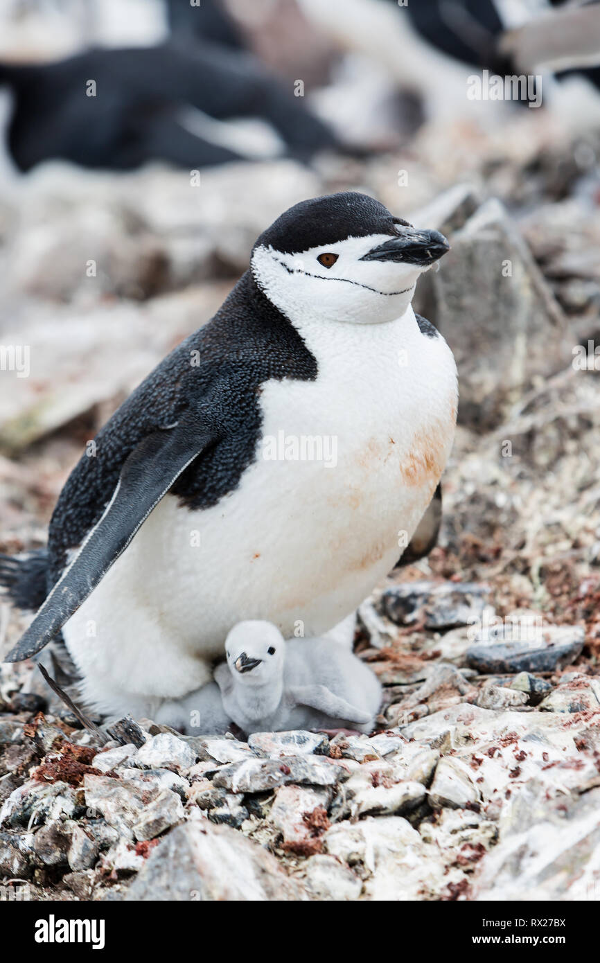 Ein Chinstrap Pinguin (Pygoscelis antarcticus) hält seine beiden neu borm Babies warm und sicher vor Beugung auf Half Moon Island. Livingston Island, Südshetlandinseln, Antarktische Halbinsel. Stockfoto