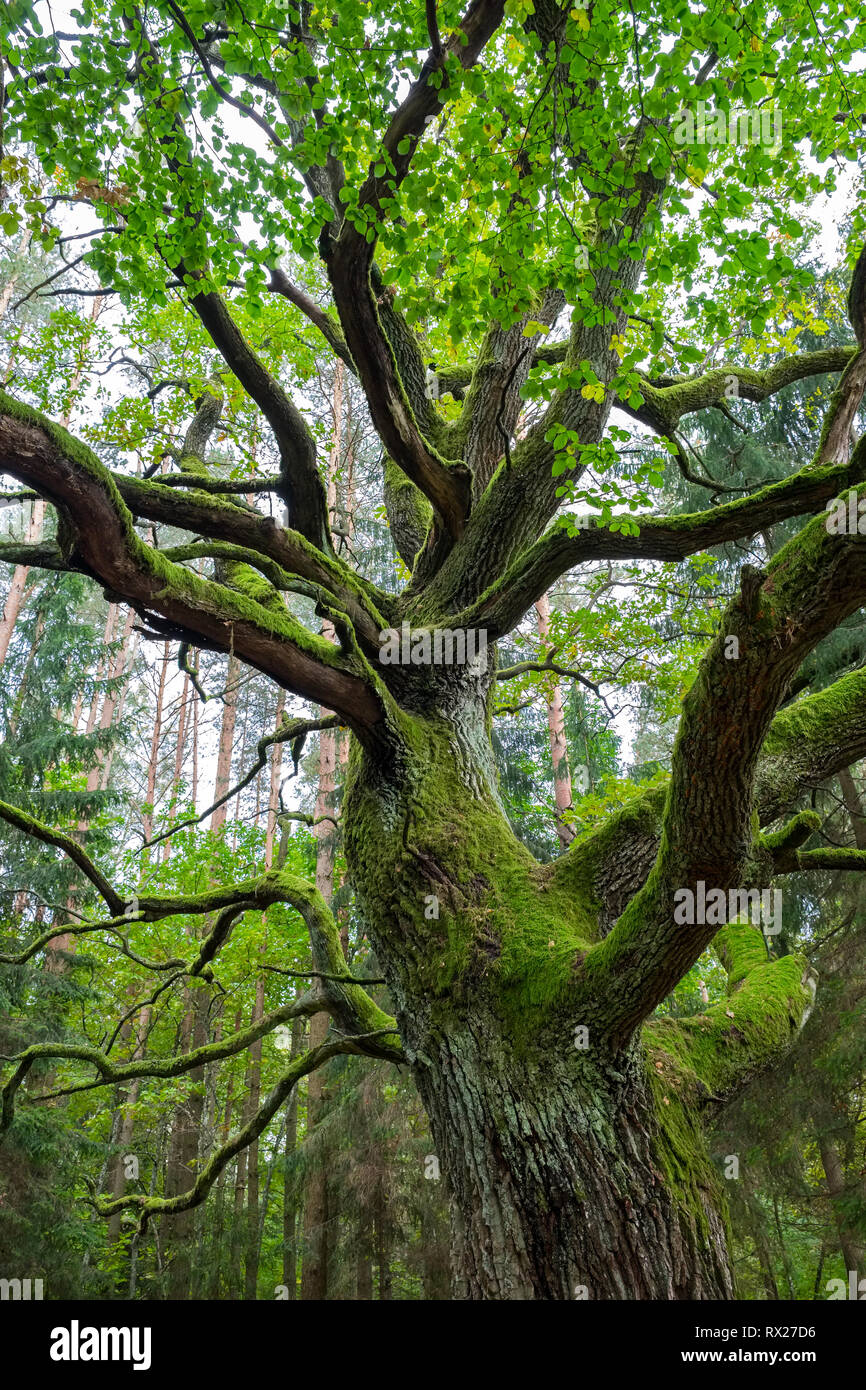 Alte Eiche kauerte mit grünem Moos im Wald. Stockfoto