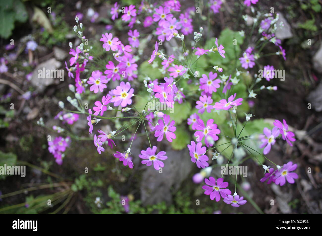 Dies ist Hill Side Blume. Und dieses Bild ist die natürliche Schönheit von sikkim gezeigt, diese faszinierende Blüten auf jedem Haus in Sikkim. Stockfoto