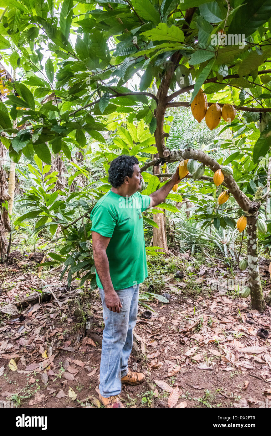 Theobroma cacao, auch Kakaobaum und Kakaobaum genannt, ist ein kleiner immergrüner Baum der Familie Malvaceae, der in den tiefen tropischen Regionen Mittel- und Südamerikas beheimatet ist Stockfoto