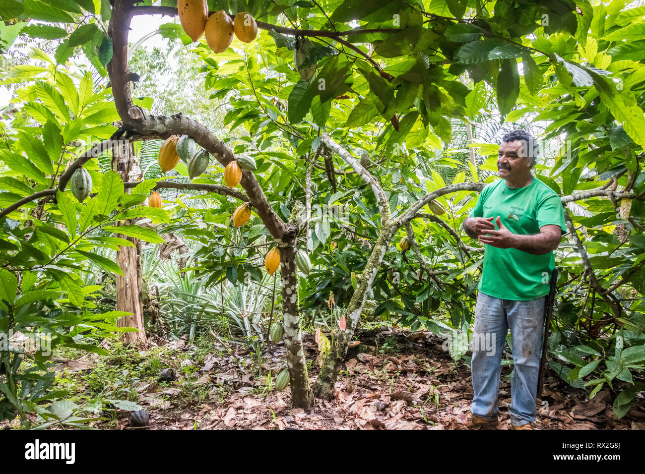 Theobroma cacao, auch Kakaobaum und Kakaobaum genannt, ist ein kleiner immergrüner Baum der Familie Malvaceae, der in den tiefen tropischen Regionen Mittel- und Südamerikas beheimatet ist Stockfoto