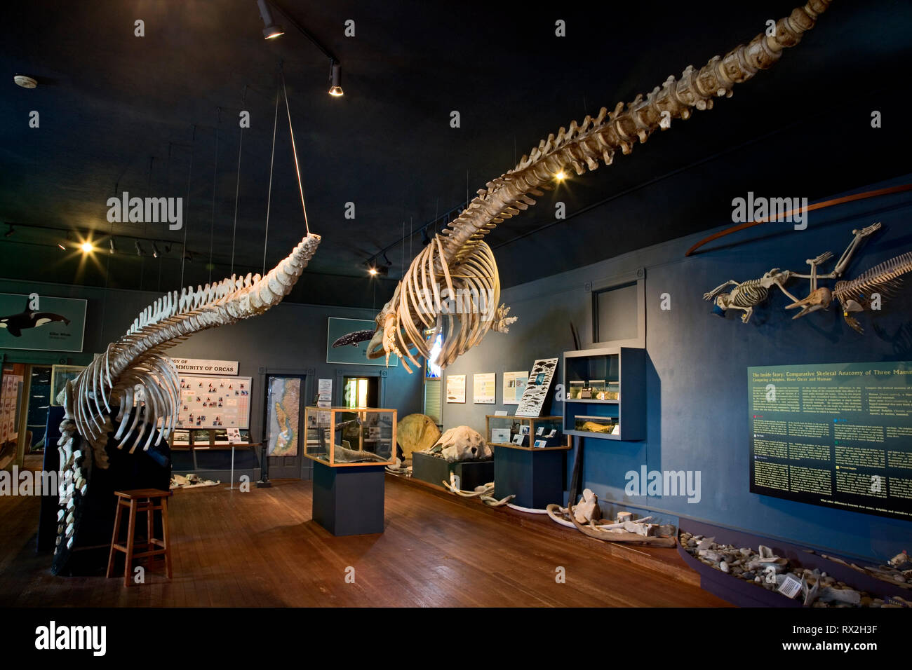 WA 02401-00.... WASHINGTON - die Innenseite der Whale Museum in Friday Harbor auf der San Juan Insel. Stockfoto