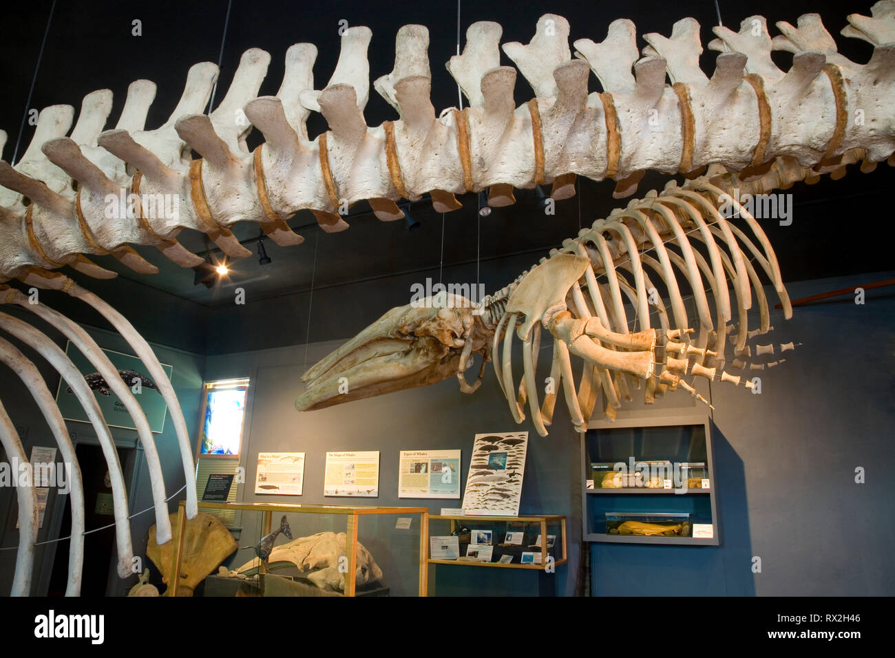WA 02402-00.... WASHINGTON - die Innenseite der Whale Museum in Friday Harbor auf der San Juan Insel. Stockfoto