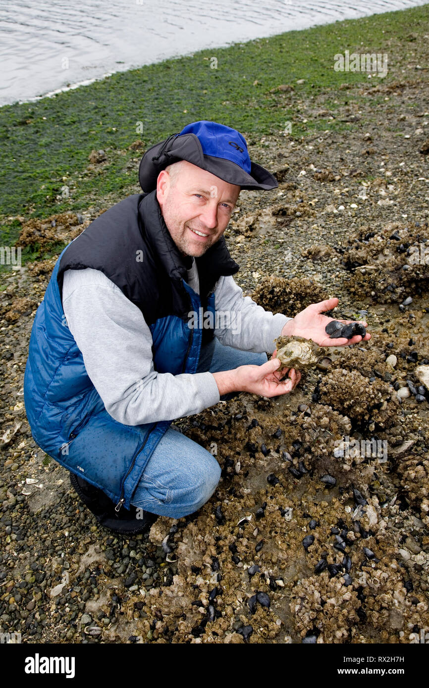 WA 02435-00 ... WASHINGTON - Jim Johanson ernten Austern und Miesmuscheln in Wescott Bay auf San Juan Island. Stockfoto