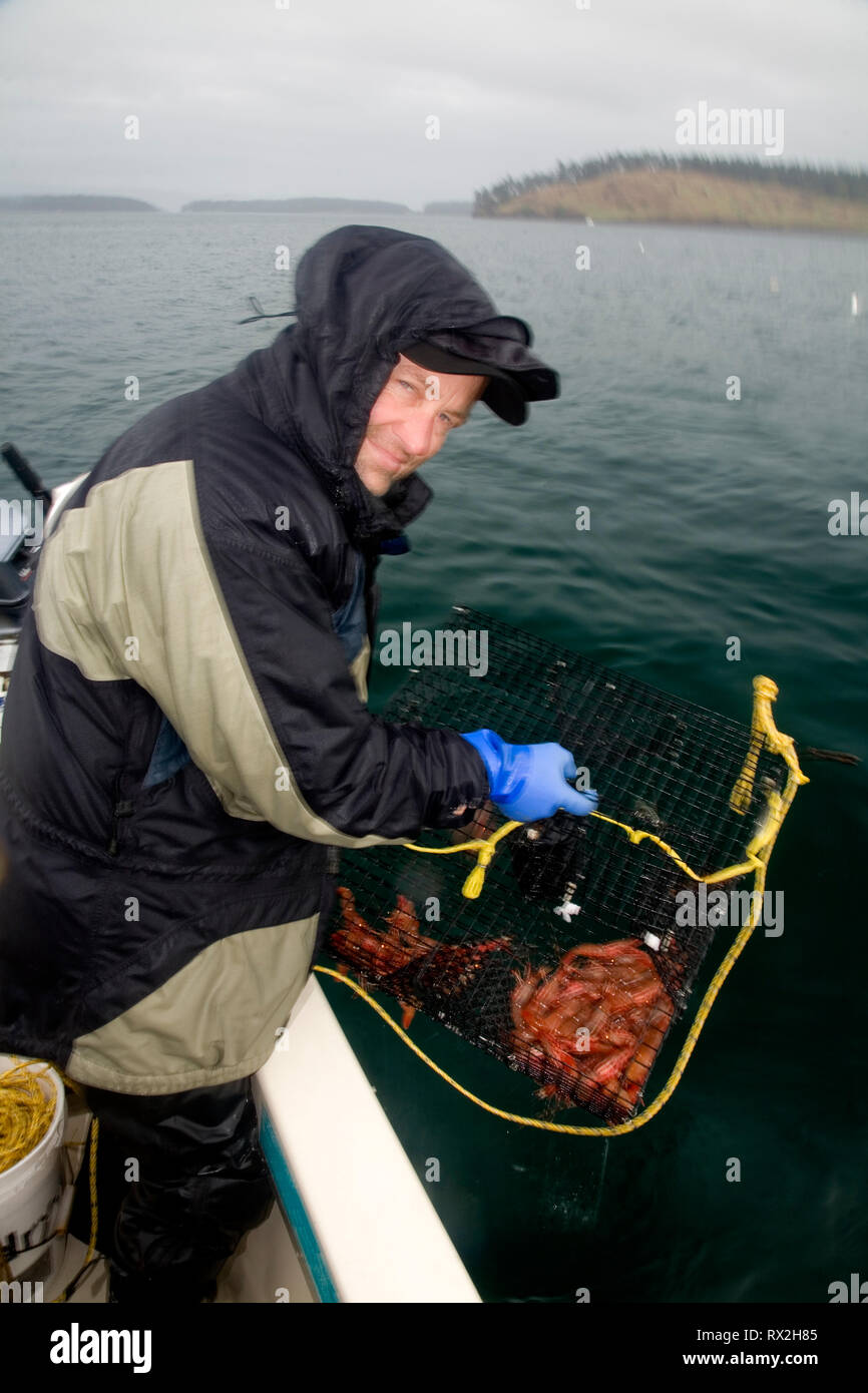 WA 02445-00 ... WASHINGTON - Jim Johanson Anheben einer Garnele Topf aus dem Wasser aus San Juan Insel. Stockfoto