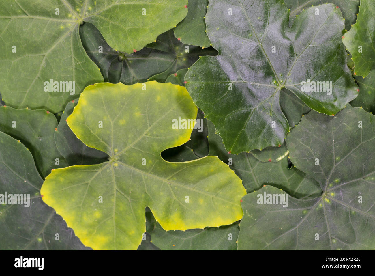 Coccinia grandis oder Efeu Rizinus Blätter tropischen Hintergrund. Stockfoto