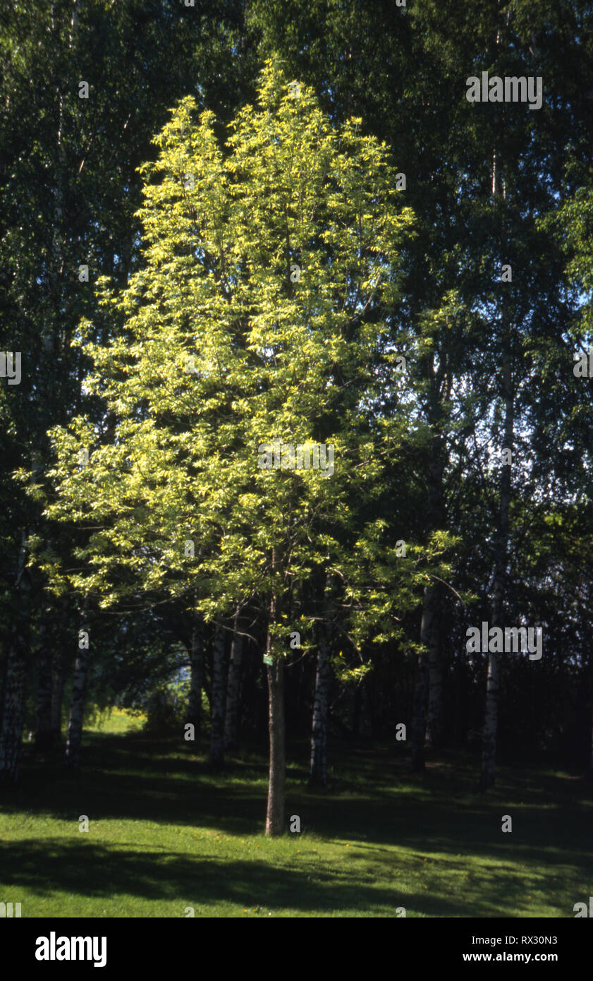FRAXINUS PENNSYLVANICA BAUM Stockfoto
