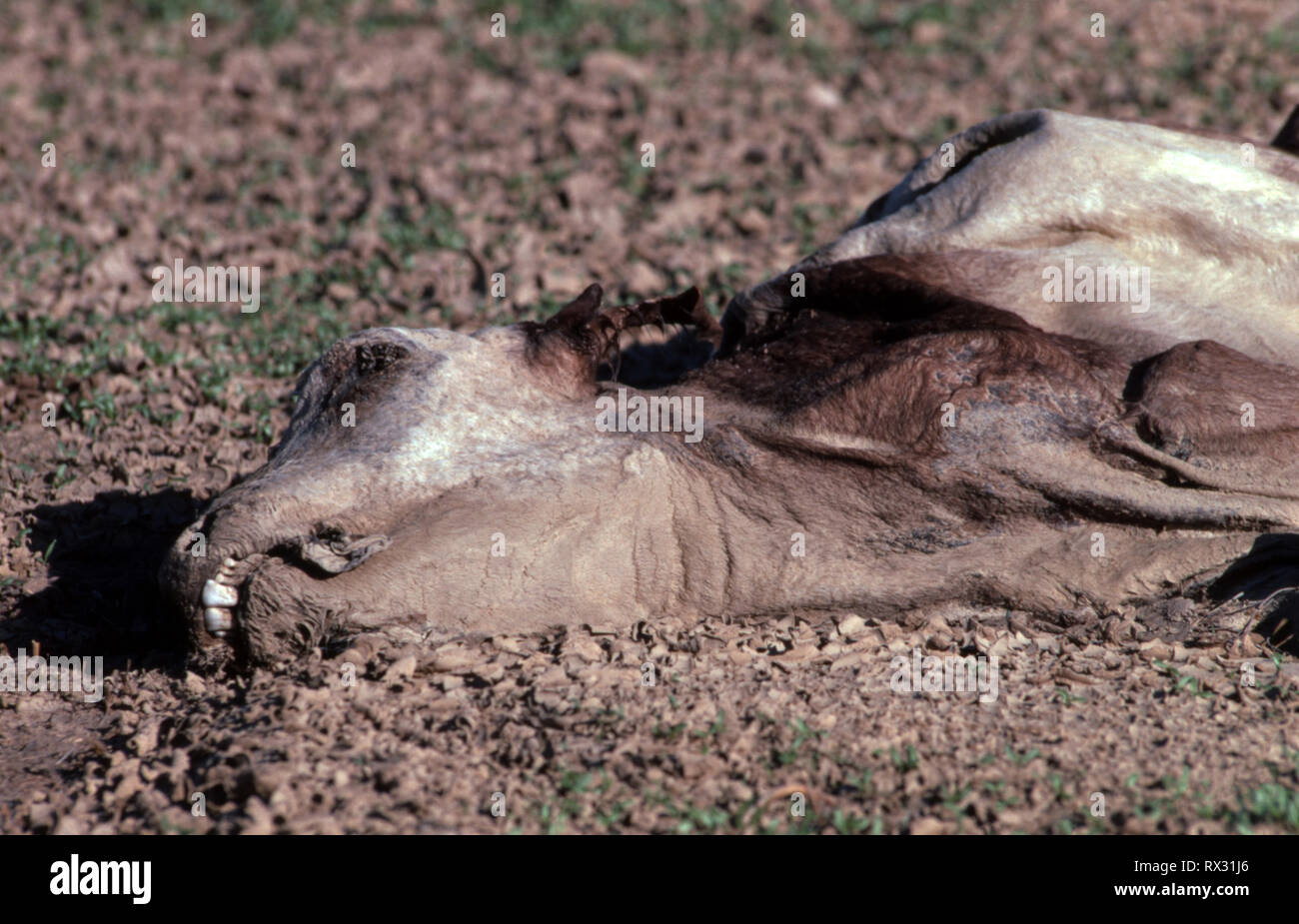 NEW SOUTH WALES UND ANDEREN TEILEN VON AUSTRALIEN HABEN ERLEBT LANGE ZEITRÄUME UND DÜRRE UND VIEL Vieh umkommen. Stockfoto