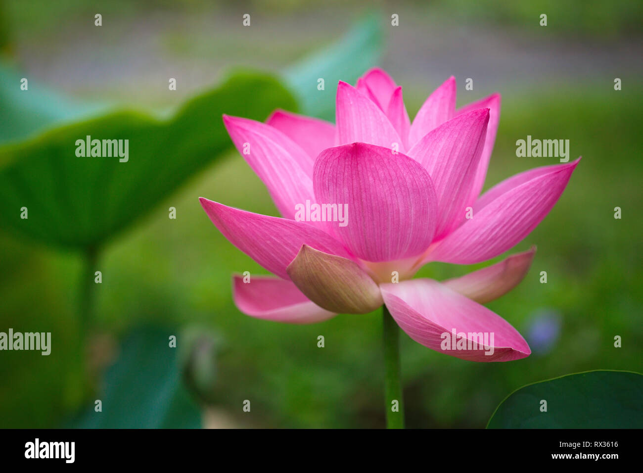 Pink Lotus Blume im Tageslicht Stockfoto