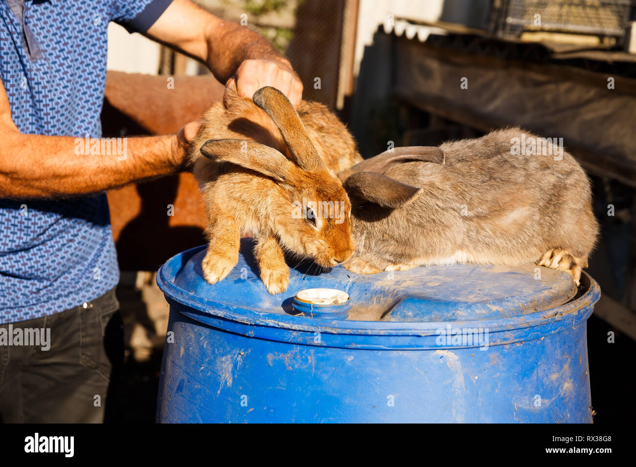 Männliche Bauer Holding braun Kaninchen durch Zurück. Stockfoto