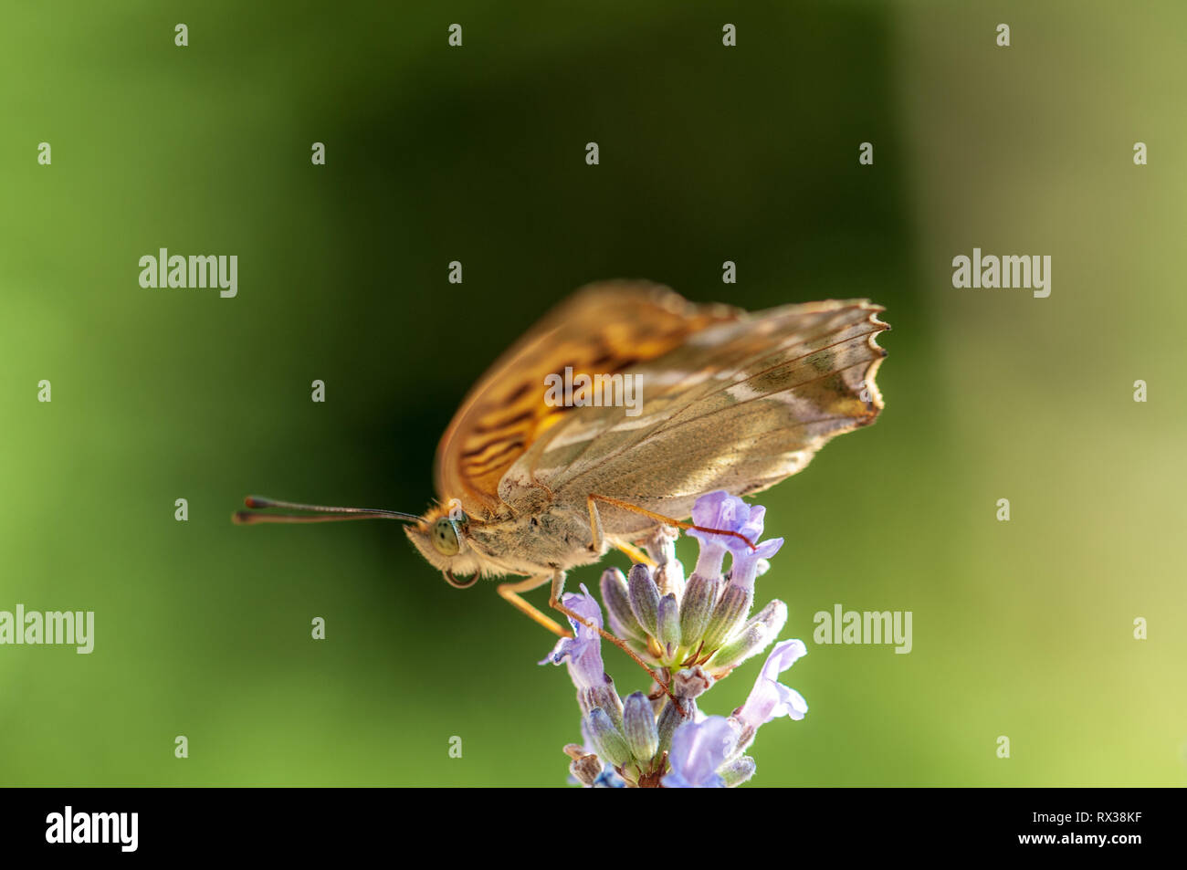 Schöne Ceriagrion tenellum Schmetterling im Sonnenlicht im Kräutergarten Stockfoto