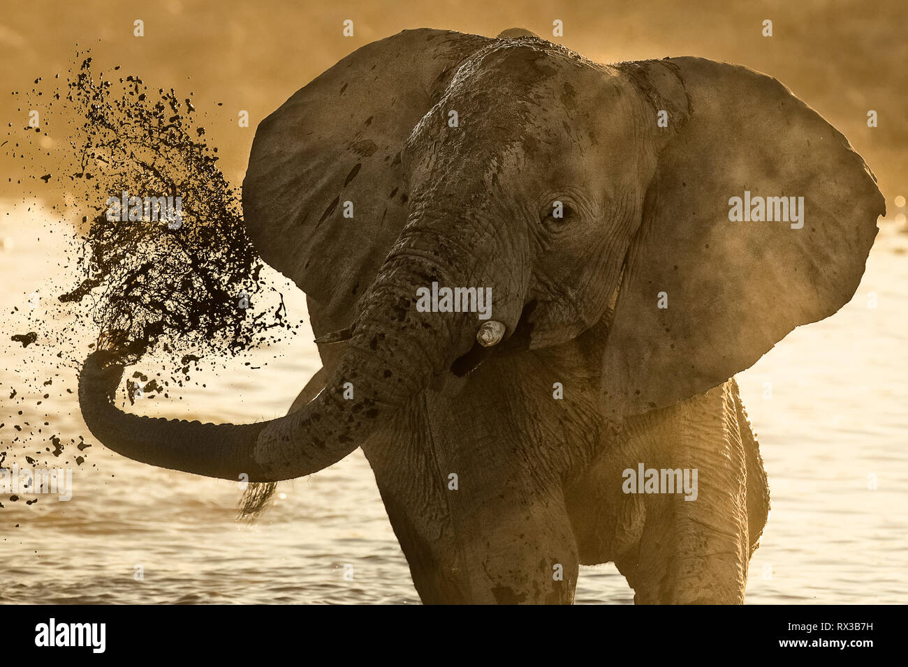 Ein Elefant spritzenden Schlamm über den Rücken Stockfoto