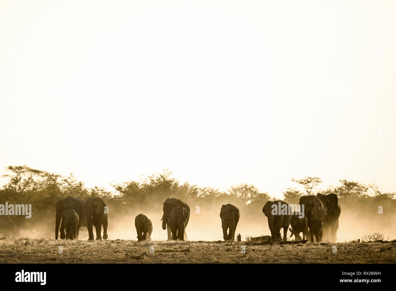 Elefantenherde in Okaukuejo Wasserloch, Namibia. Stockfoto