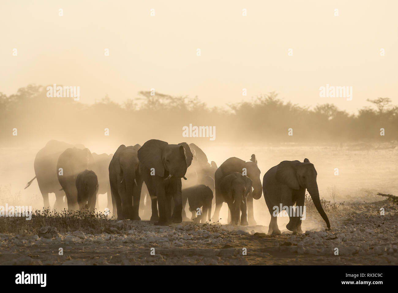 Elefantenherde in Okaukuejo Wasserloch, Namibia. Stockfoto