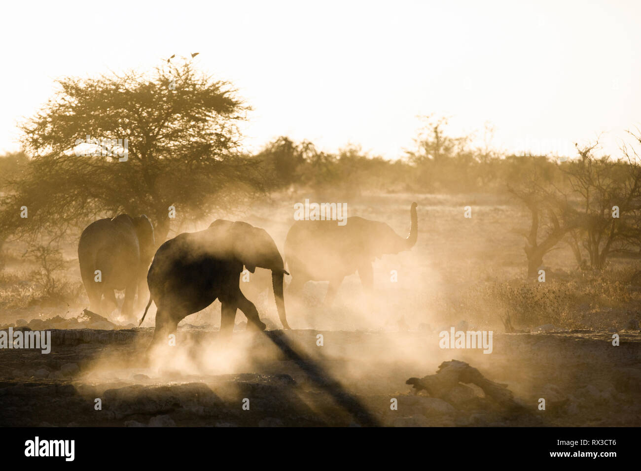 Staub ist gelb mit der untergehenden Sonne gedreht und zeigt die Silhouette eines Elefanten. Stockfoto