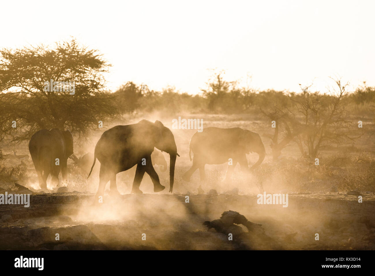 Staub ist gelb mit der untergehenden Sonne gedreht und zeigt die Silhouette eines Elefanten. Stockfoto