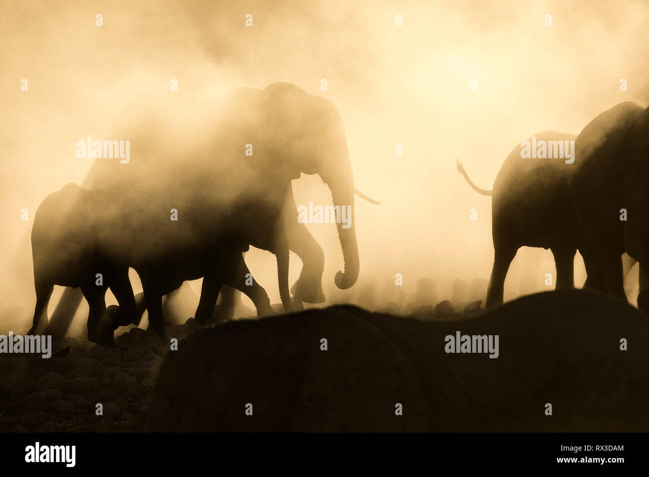 Elefant Silhouette in gelben Staub. Stockfoto