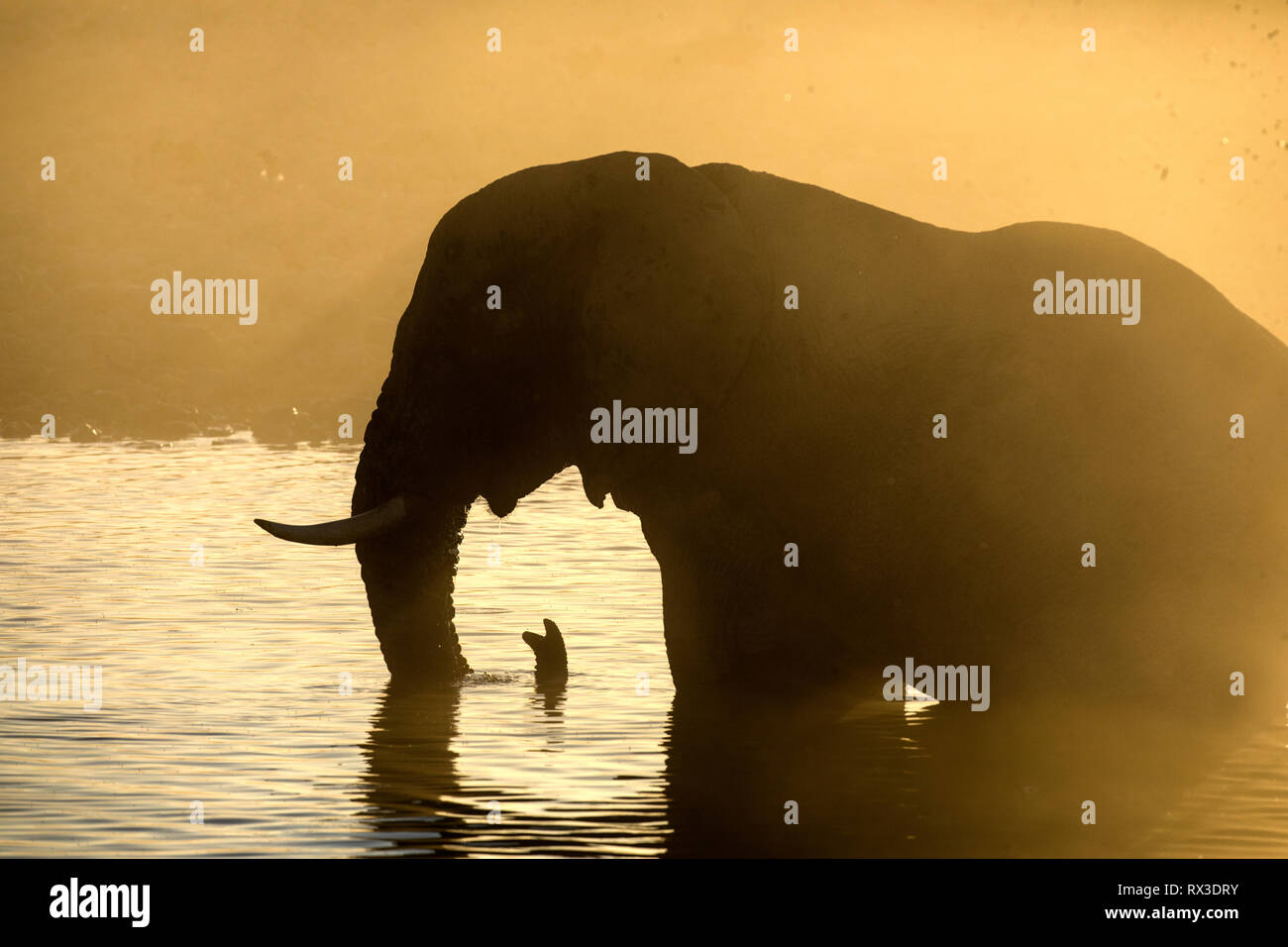 Elefant Silhouette in gelben Staub. Stockfoto