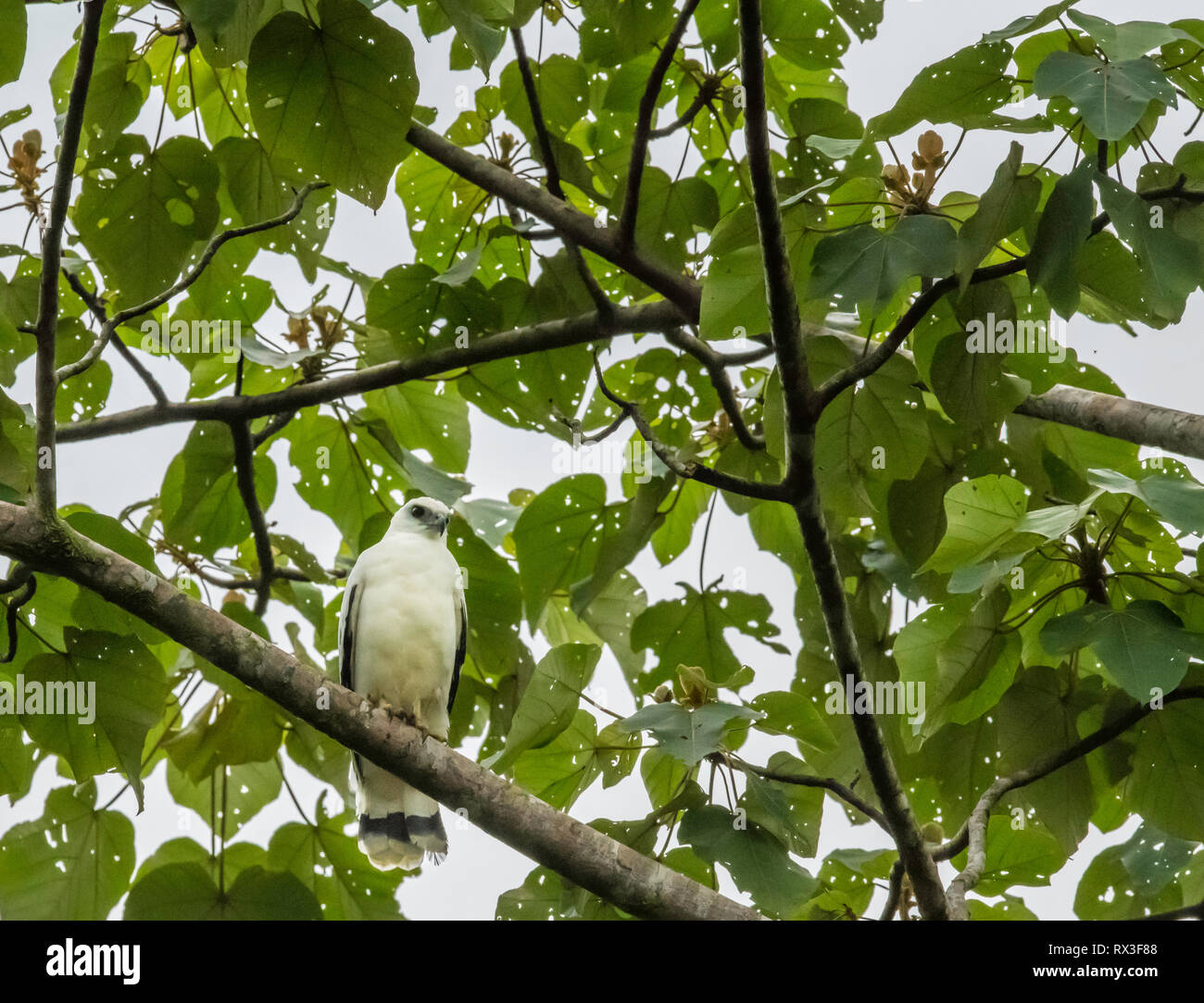 White Hawk (Pseudastur albicollis) im hohen Baldachin der Costaricanischen Regenwald sitzen. Stockfoto