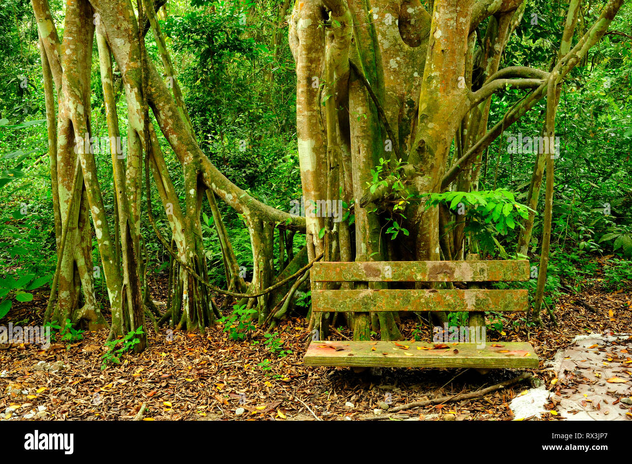 Würgefeige, Ficus Dolmetsch, in den Mangrovenwald, Kuala Selangor Natur Park, Kuala Selangor, Malaysia Stockfoto