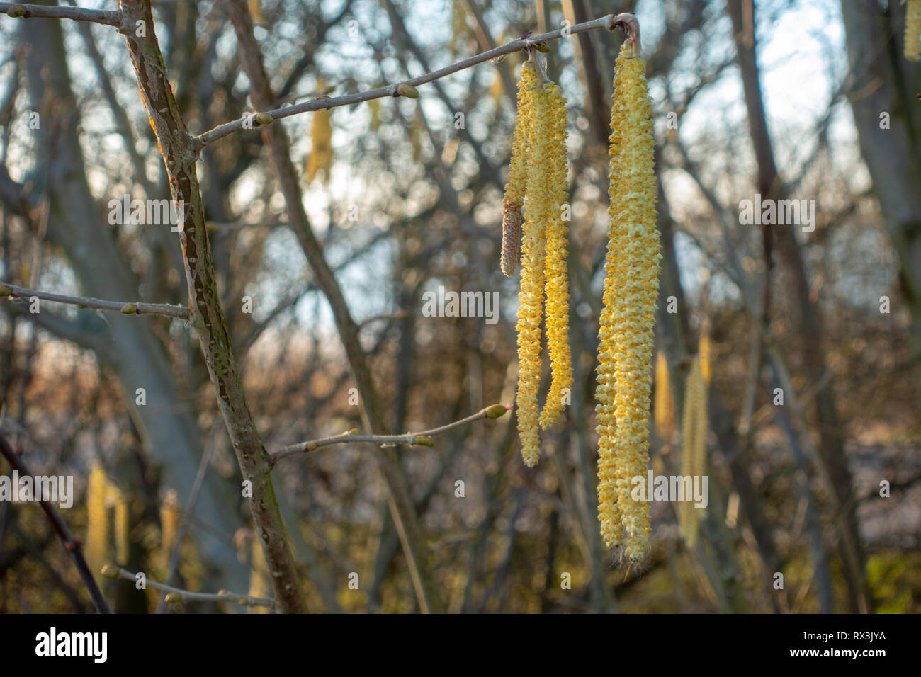 Eine haselnuss Bush beginnt zu blühen Stockfoto