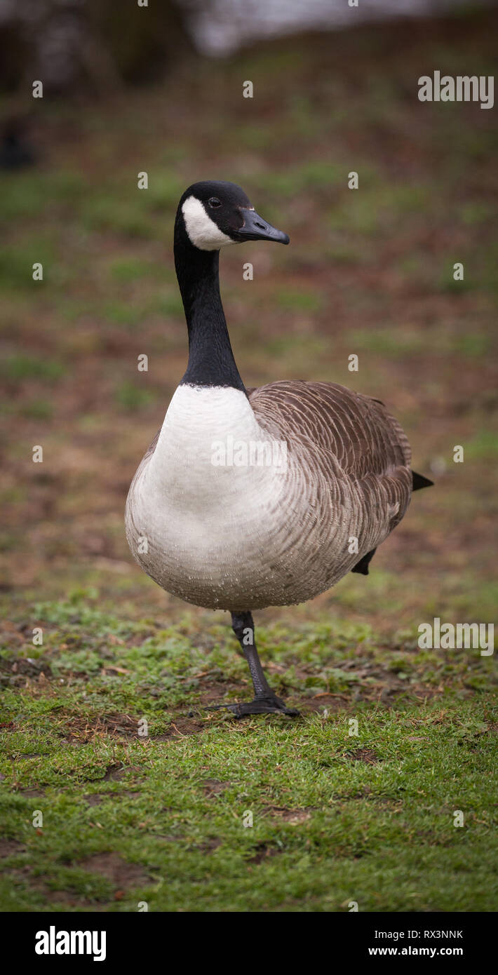 Kanadische Gans Stockfoto