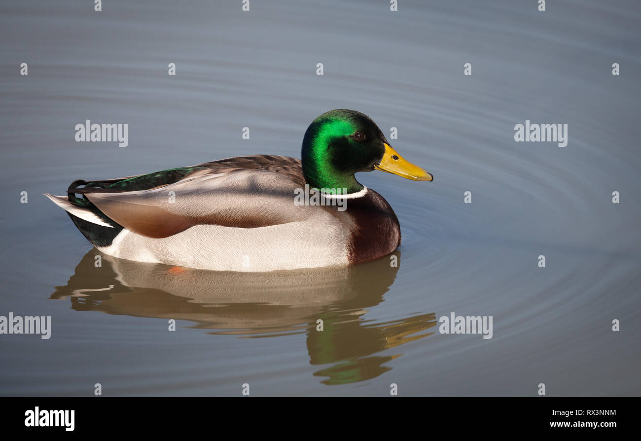 Stockente Stockfoto