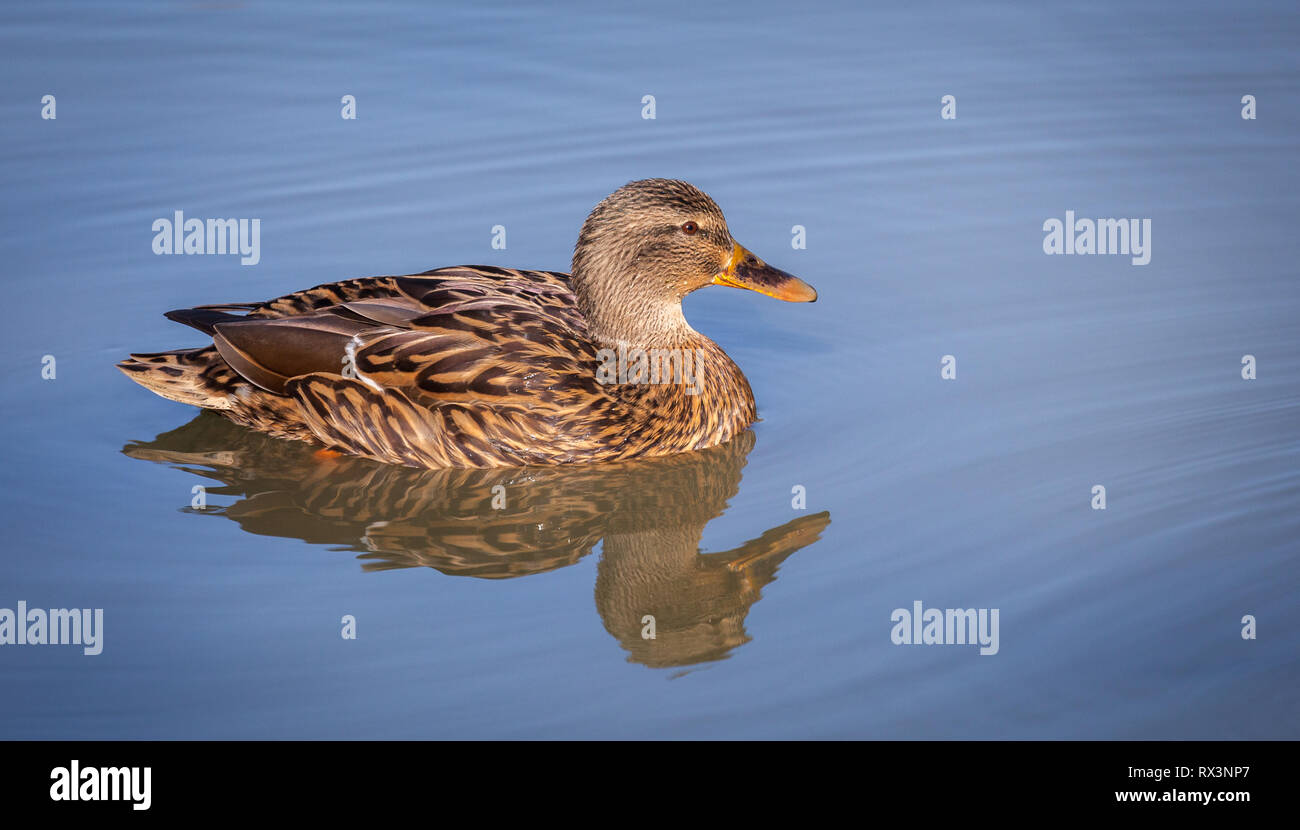 Stockente Stockfoto