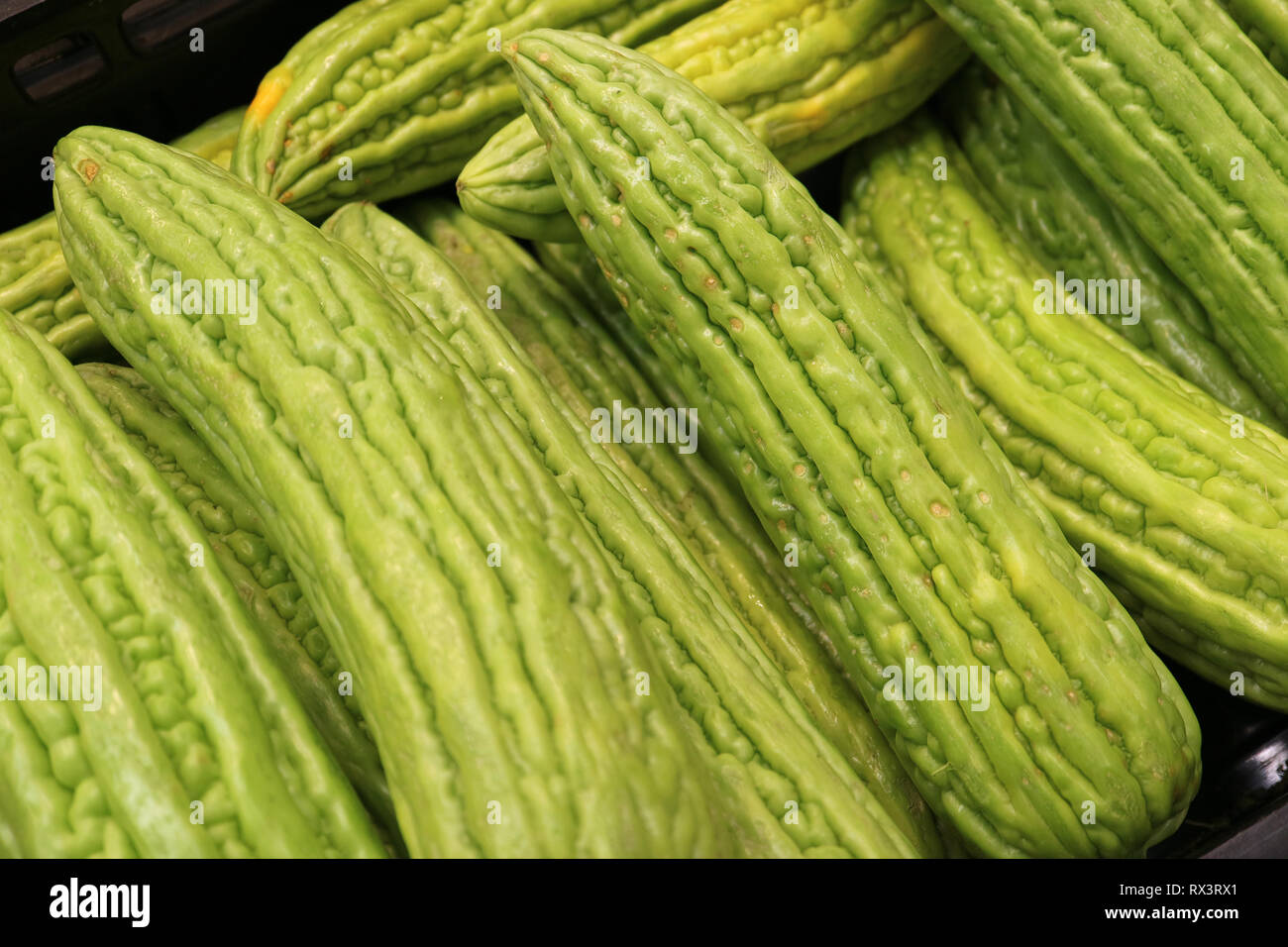 Stapel der hellen grünen bitteren Gurken, bitteren Kürbis oder Balsam Birne Stockfoto