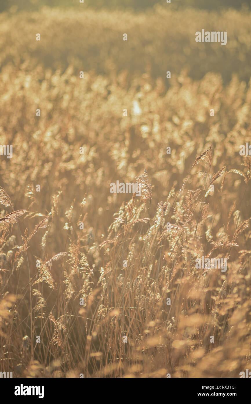Gräser am Ufer des Flusses Otter Mündung in East Devon, Südwest-England, Vereinigtes Königreich. Stockfoto