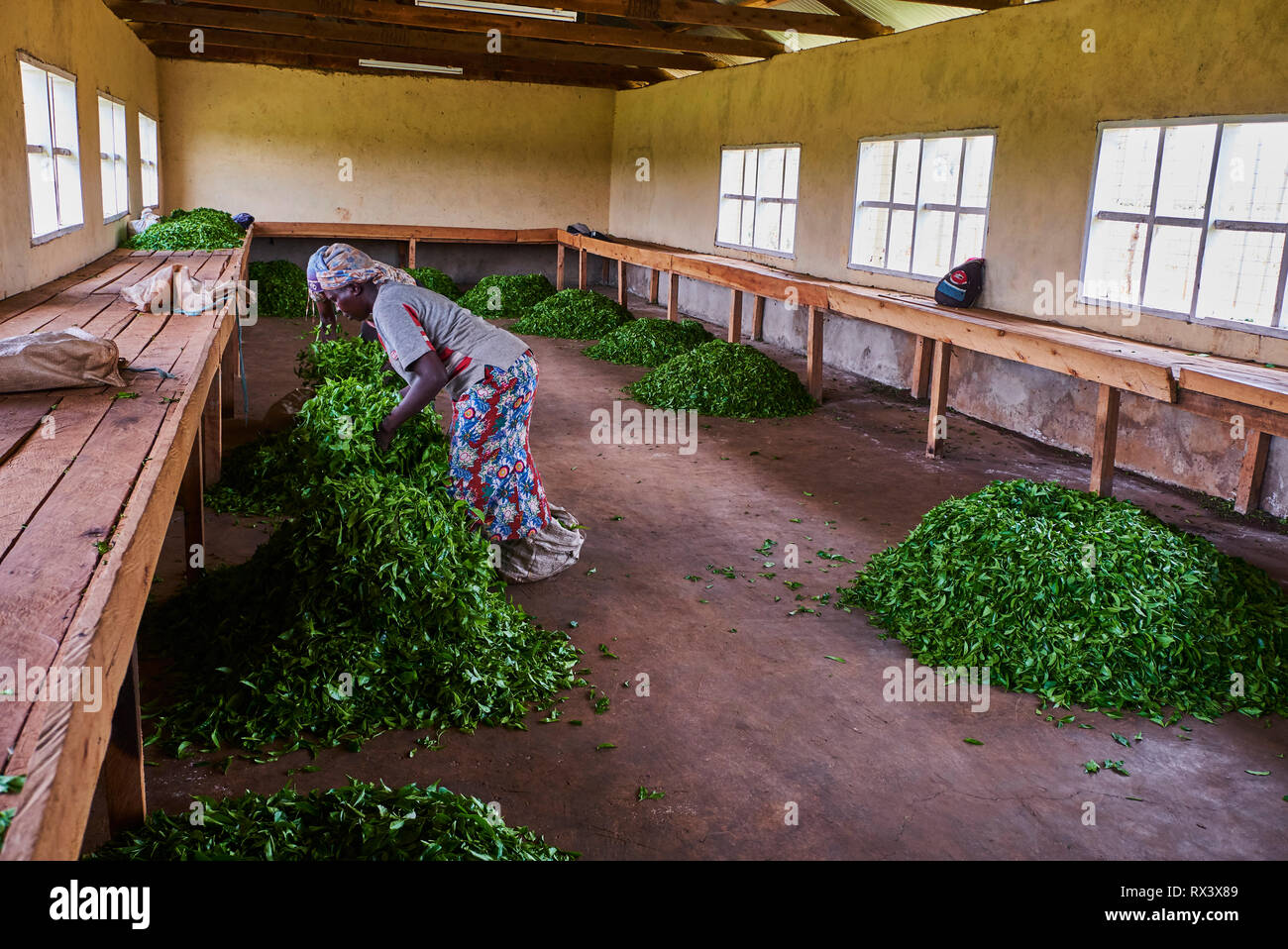 Kenia, Kericho County, Kericho, Kaffee sammeln Stockfoto
