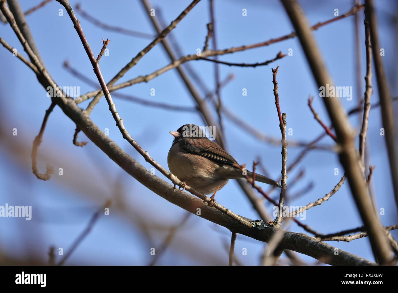 junco mit dunklen Augen (Junco hyemalis hyemalis) im US-Bundesstaat Washington Stockfoto