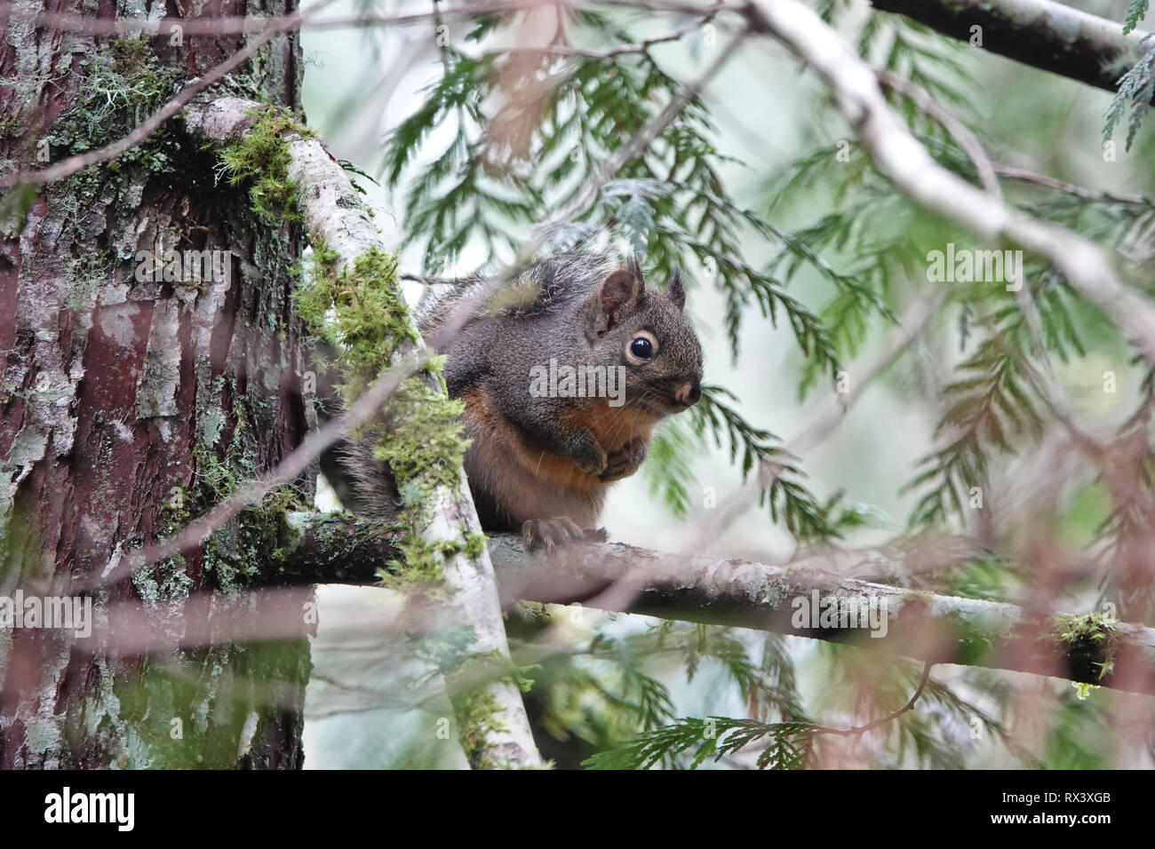 Wilde Douglas Eichhörnchen (Tamiasciurus maculata) im Westen des Bundesstaates Washington, USA Stockfoto