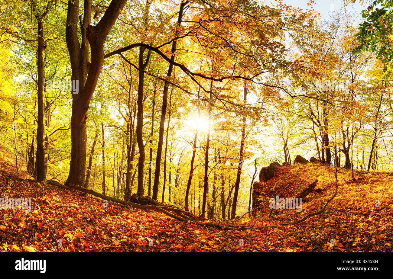 Sonnenuntergang im Wald Stockfoto