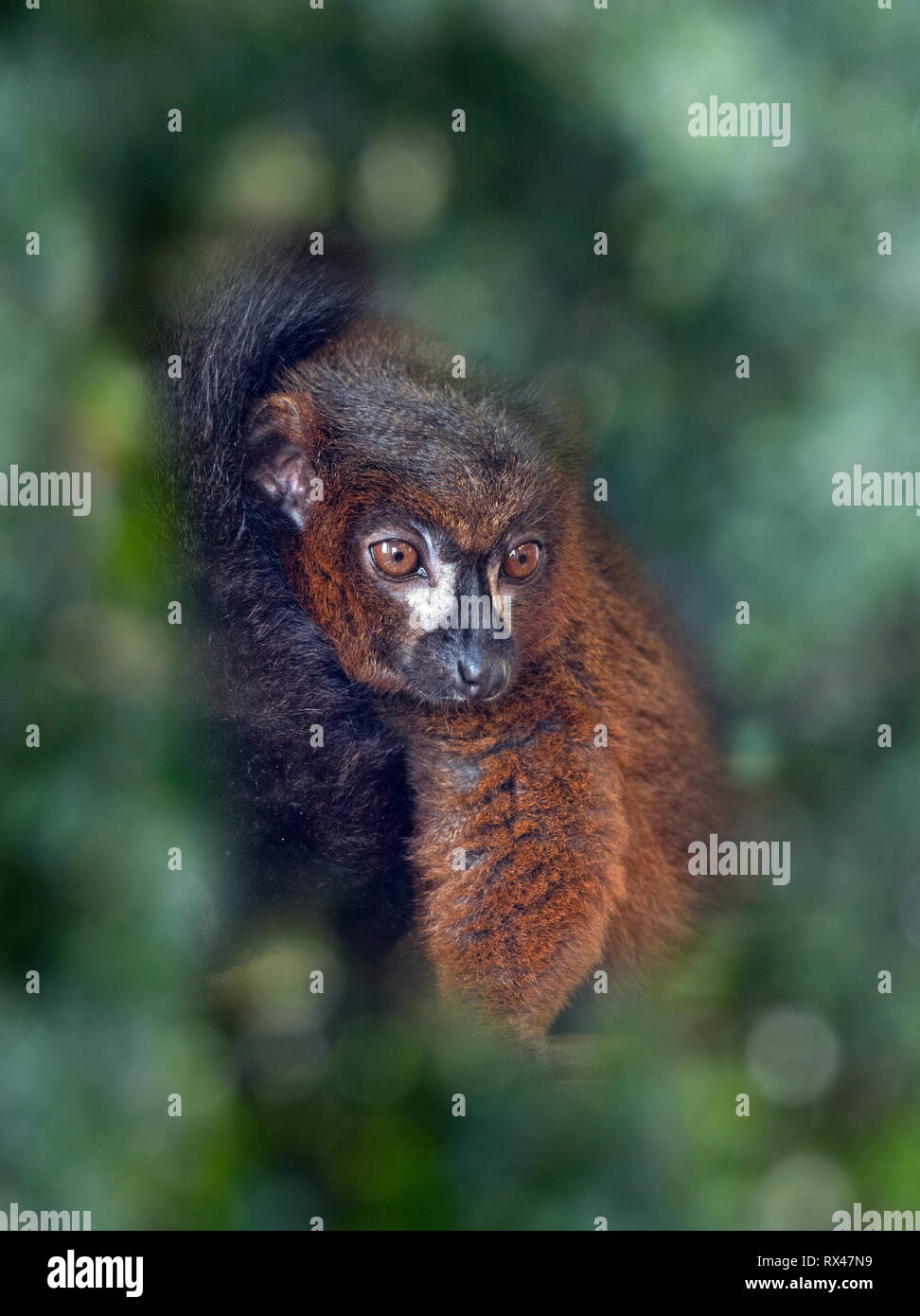Red-bellied lemur Eulemur rubriventer captive Foto Stockfoto