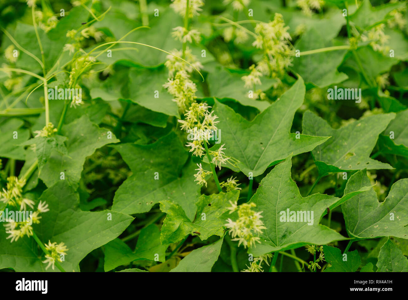 Eine Nahaufnahme Der Blute Efeu Bluht Stockfoto Bild 239811533
