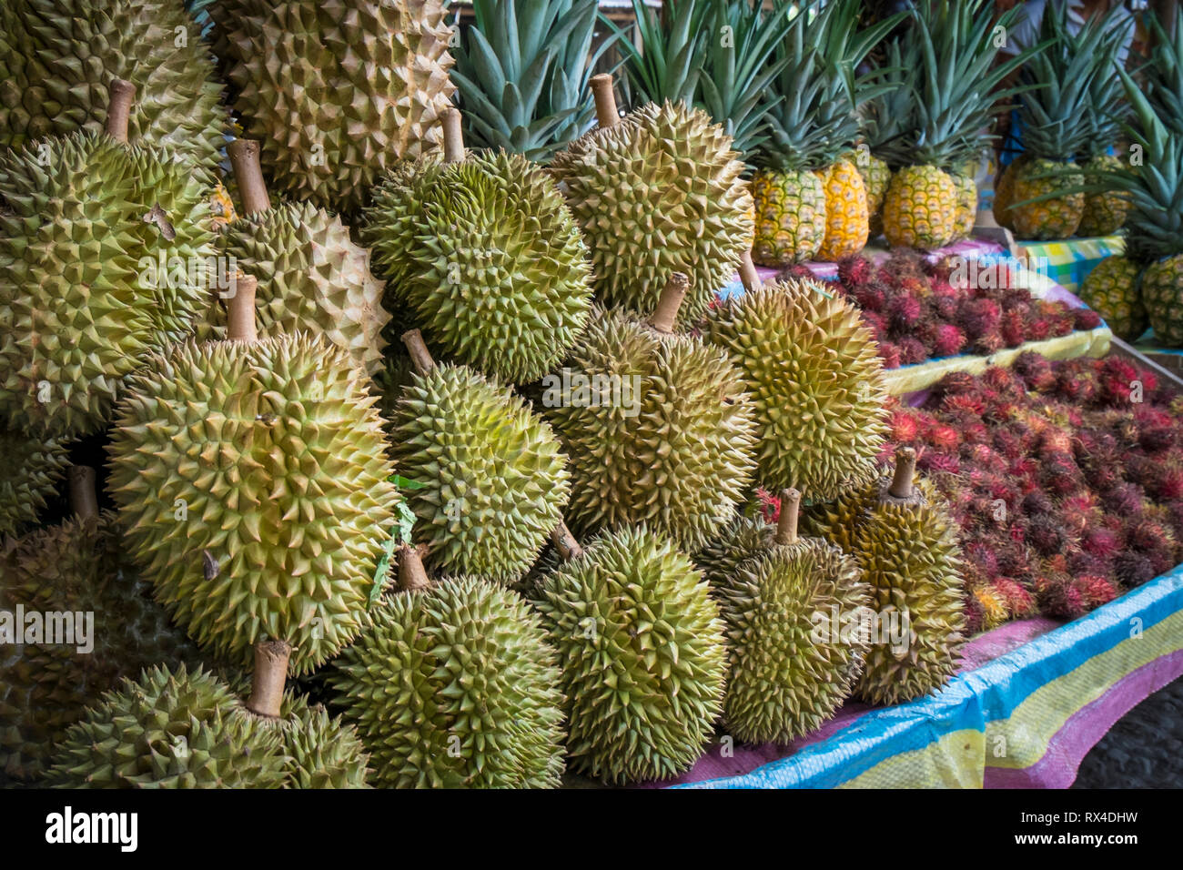 Durian Stinkfrucht aus Davao, Philippinen Stockfoto