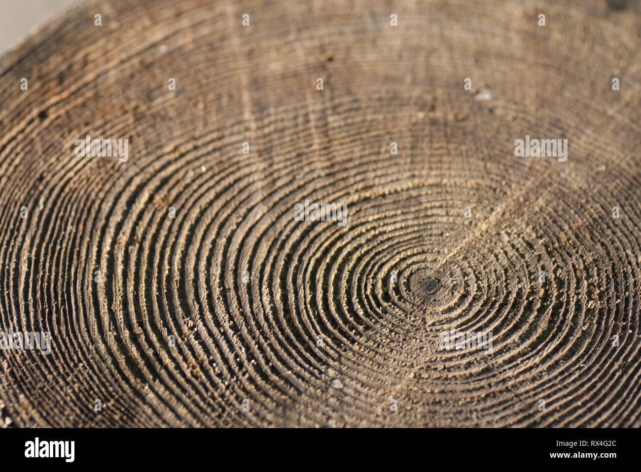 Querschnitt der Baumstamm mit Jahrringe. Stockfoto