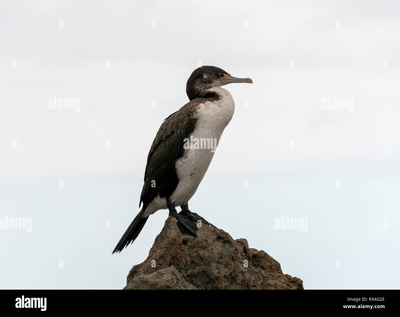 Pied Shag (Phalacrocorax varius) Südinsel Neuseeland Stockfoto