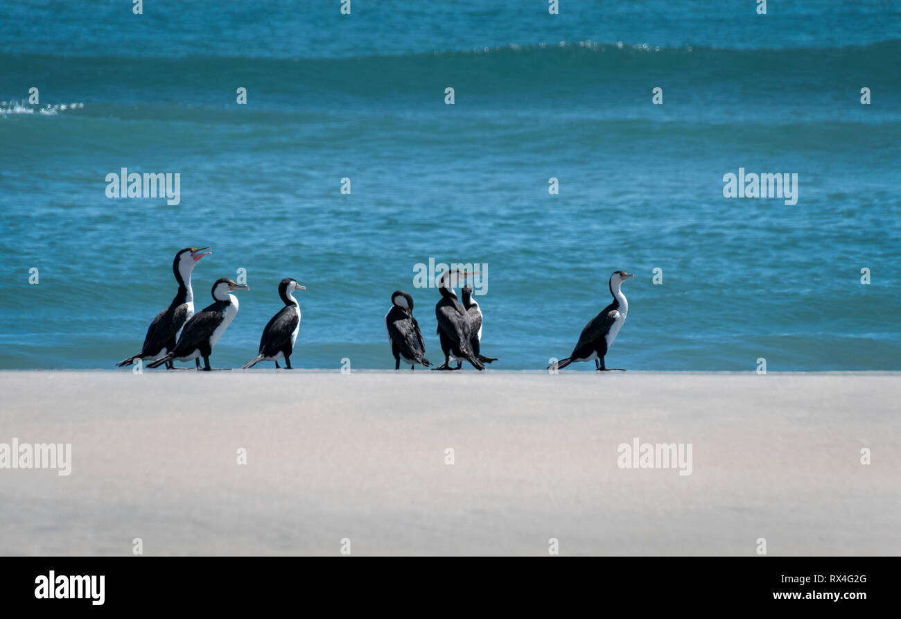 Pied Shag (Phalacrocorax varius) Südinsel Neuseeland Stockfoto