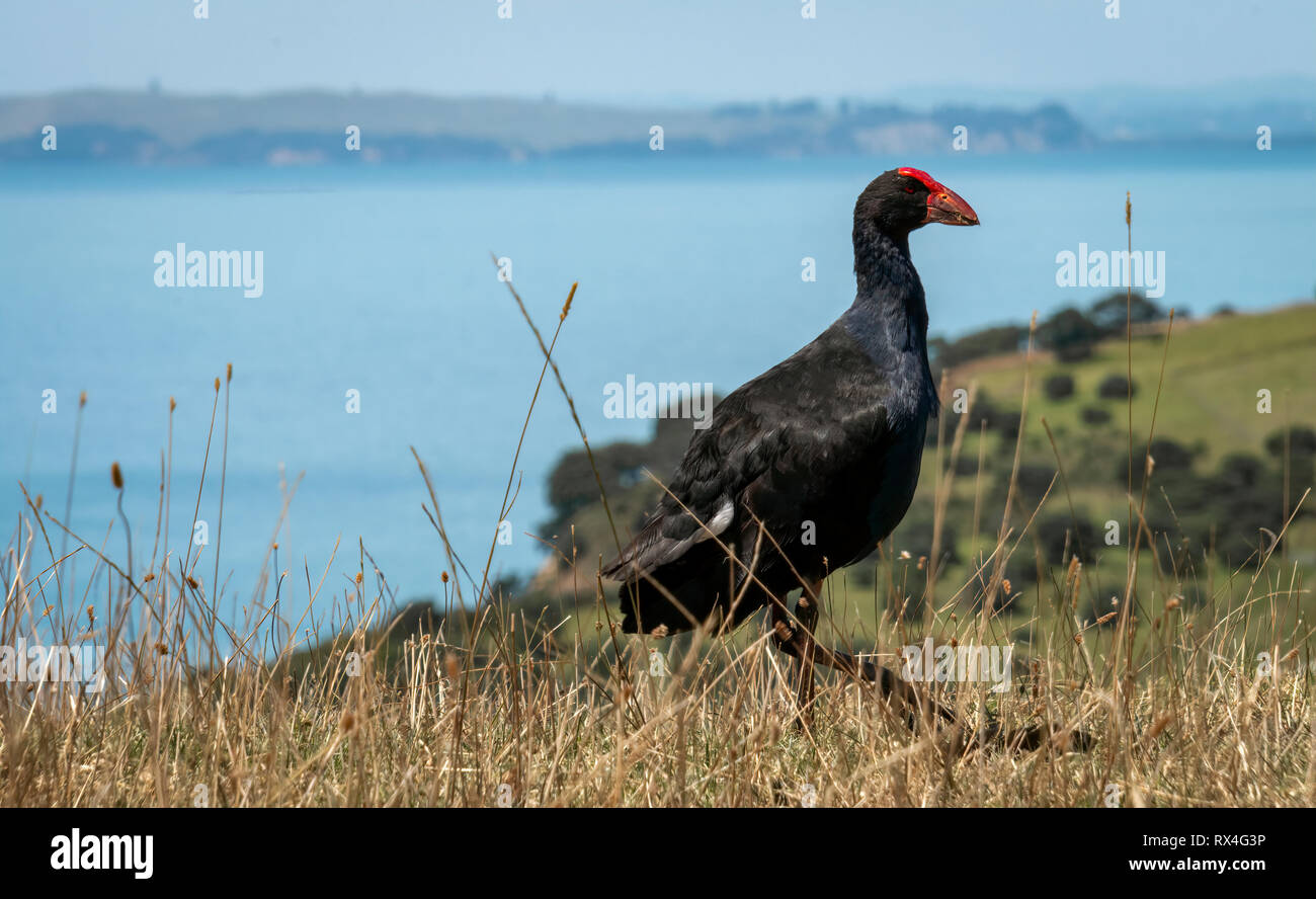 Pukeko oder Neuseeland Sumpf Henne bei Shakespear Regional Park North Island, Neuseeland Stockfoto