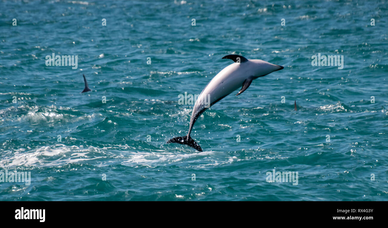 Dusky Dolphin (Lagenorhynchus Obscurus) springen aus dem Meer bei Kaikoura die Südinsel Neuseeland Stockfoto