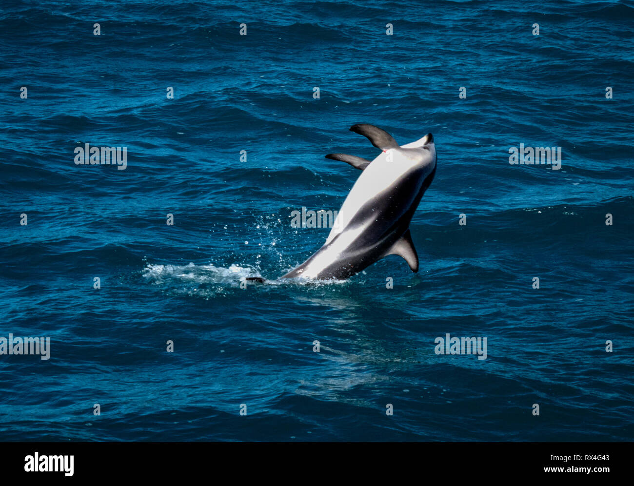 Dusky Dolphin (Lagenorhynchus Obscurus) springen aus dem Meer bei Kaikoura die Südinsel Neuseeland Stockfoto