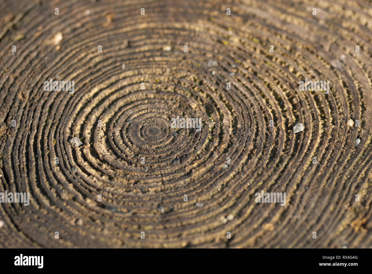 Querschnitt der Baumstamm mit Jahrringe. Stockfoto