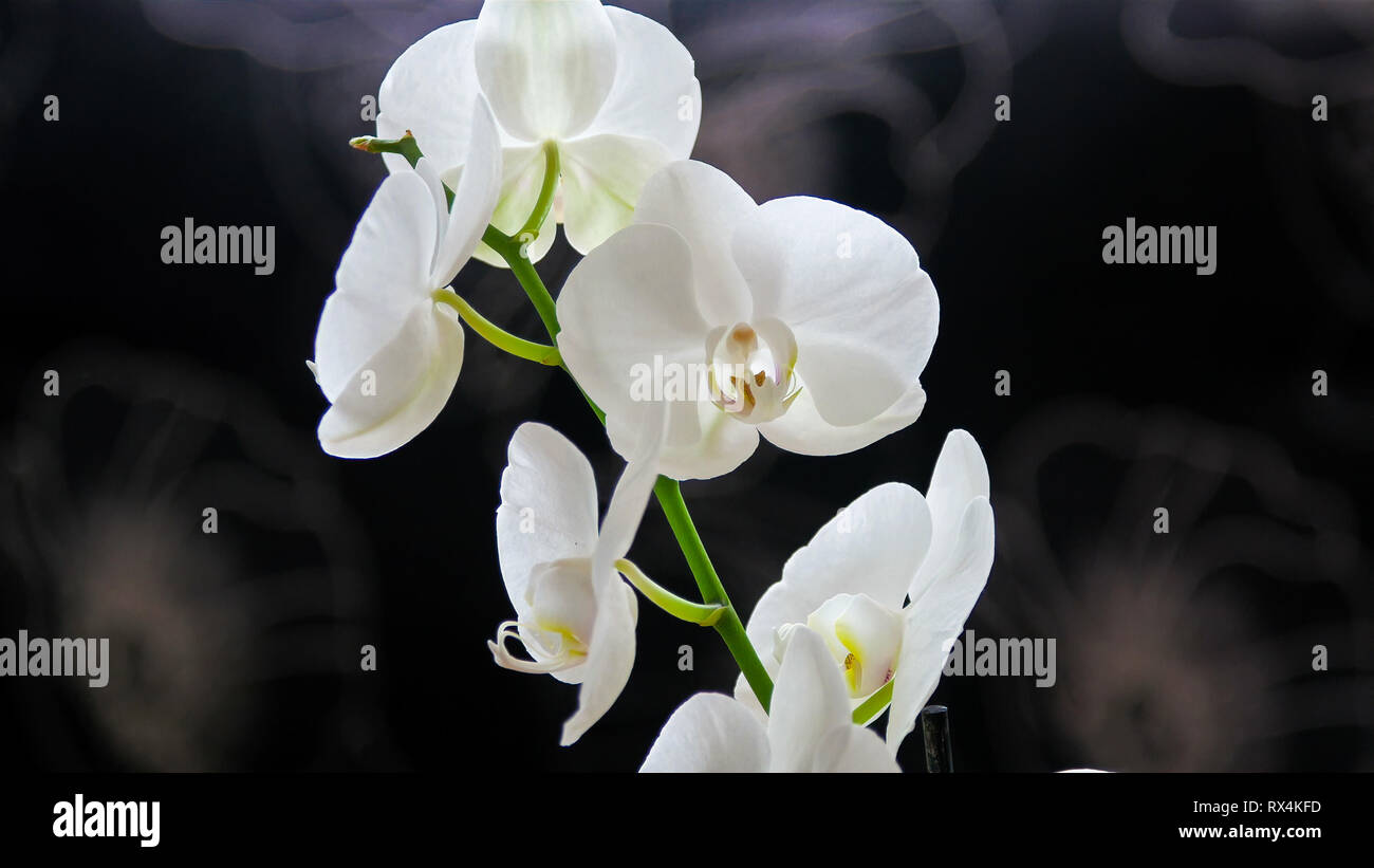 Weiße Orchidee auf den Obstgarten. Orchidaceae ist eine vielfältige und weit verbreitete Familie von blühenden Pflanzen mit Blüten, oft bunt sind und oft fragran Stockfoto