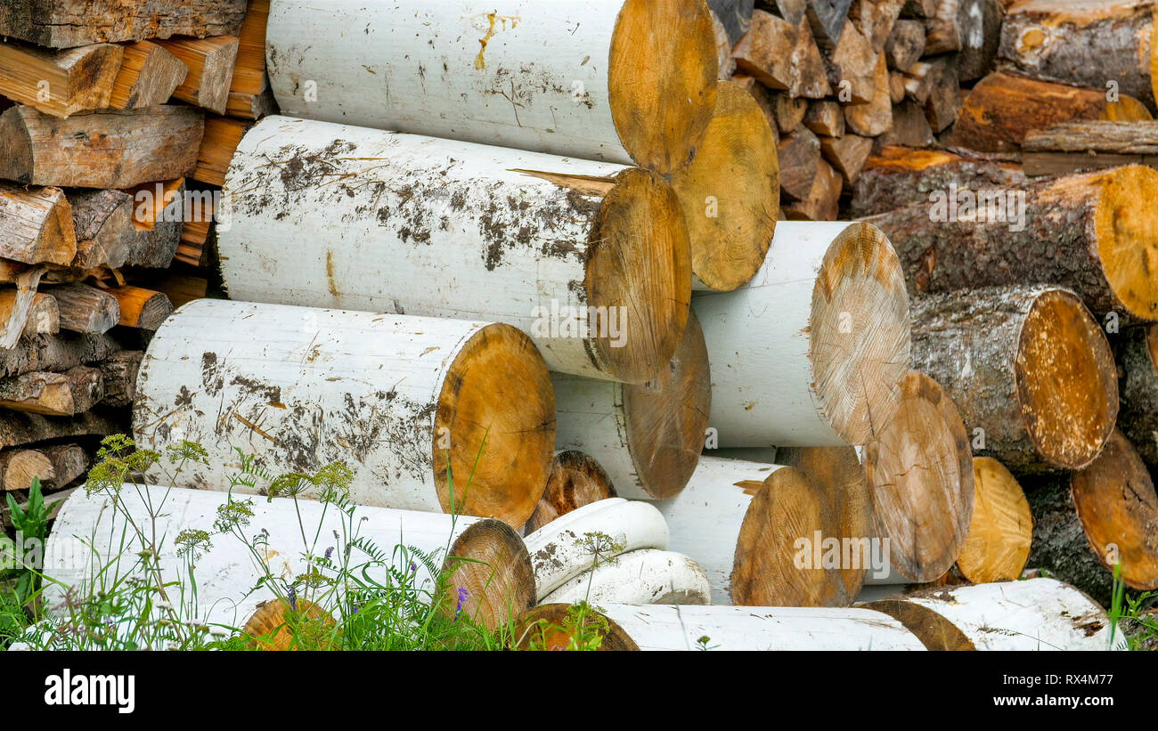 Die Birke logs auf der Seite gestapelt werden. Große Haufen aufgetürmt Protokolle mit braunen und weißen Farbe kommt von der Bäume im Wald Stockfoto