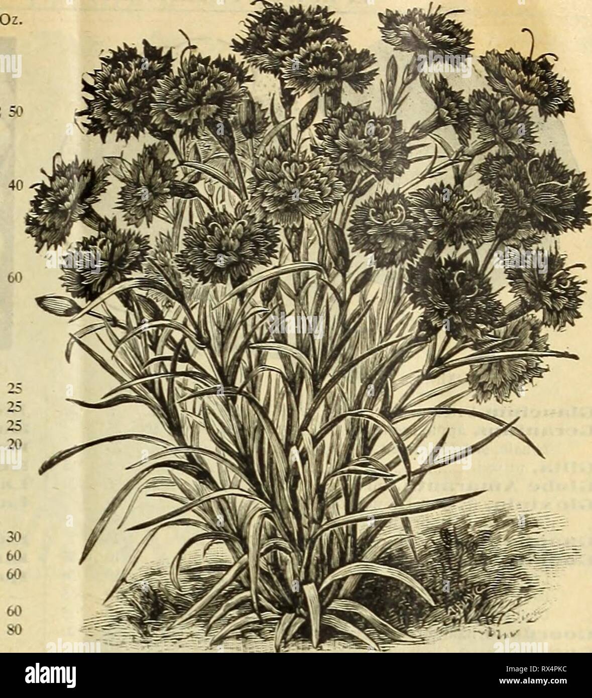 E H Jagd Katalog (1895) E.H. Jagd Katalog 1895 ehhuntscatalog ehhu Jahr: 1895 CYCLAMEN PERSICL BIN. MARGARET Nelke. Handel Pkt. Oz. Dahlie aus Buchsbaumholz, Neu, gestreift. Blumen, helle Farben, charmant-gestromt, gestreift und gefleckt,> A-oz, 5 dc. 25 Griech. Nana, Zwerg, helle Farben 25 "Jules Chretieu, single Scarlet 25 Einzelzimmer, 25 Doppelzimmer, am Besten Gemischt'' 25 Dahlia Saatgut "kranke Blüte im ersten Jahr, wenn Sohn früh. Delphinium Nud caule, -. jrlet 25 Formosum, Blau und Weiß 10 Dianthus Chinensis, Ti. pi.. Feinste. Gemischt 5 25 Chinensis, Ti. pi., Weiß 10 40 Imperialis, doppel Mixed 5 30'' crimson Stockfoto
