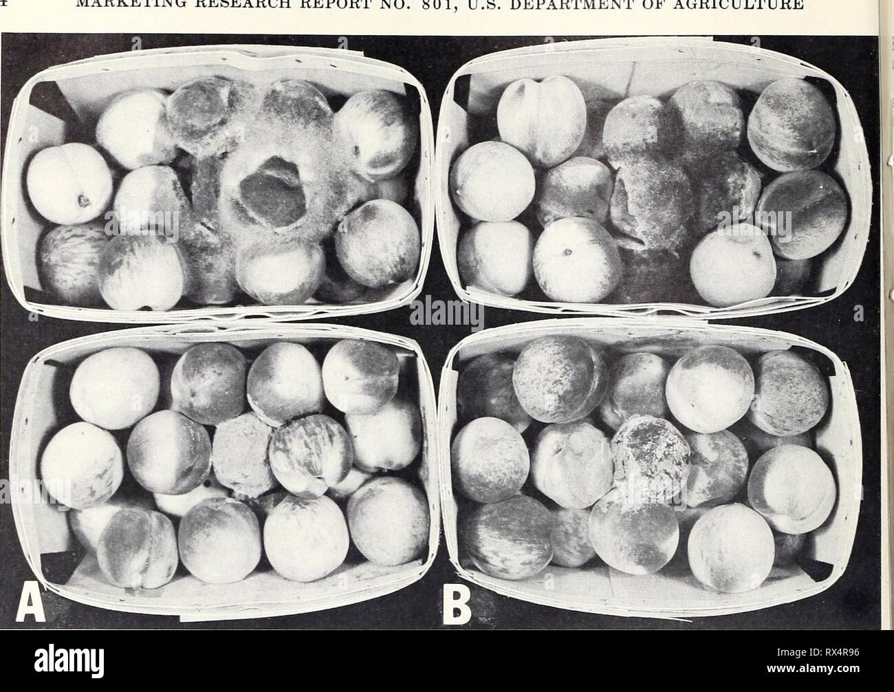 Auswirkungen von Ozon Atmosphäre auf Auswirkungen von Ozon Atmosphäre auf Verderb von Obst und Gemüse nach der Ernte effectsofozoneat 801 spal Jahr: 1968 Marketing Research Report Nr. 801, US-LANDWIRTSCHAFTSMINISTERIUM BN -29472 Abbildung 1. - Einfluss von Ozon auf die Entwicklung der Nester von Rhizopus stolonifer (obere Reihe) und Monilinia fructi-cola (untere Reihe) in Pfirsiche: A, Pfirsiche in Luft für 7 Tage bei 60°F. zeigt die reiche myzelien von R. stolonifer Ausbreitet die Pfirsiche und zeigt die pulvrigen Sporen Massen von M. fructicola; B, Pfirsiche, die unter den gleichen Bedingungen wie A, aber mit Stockfoto