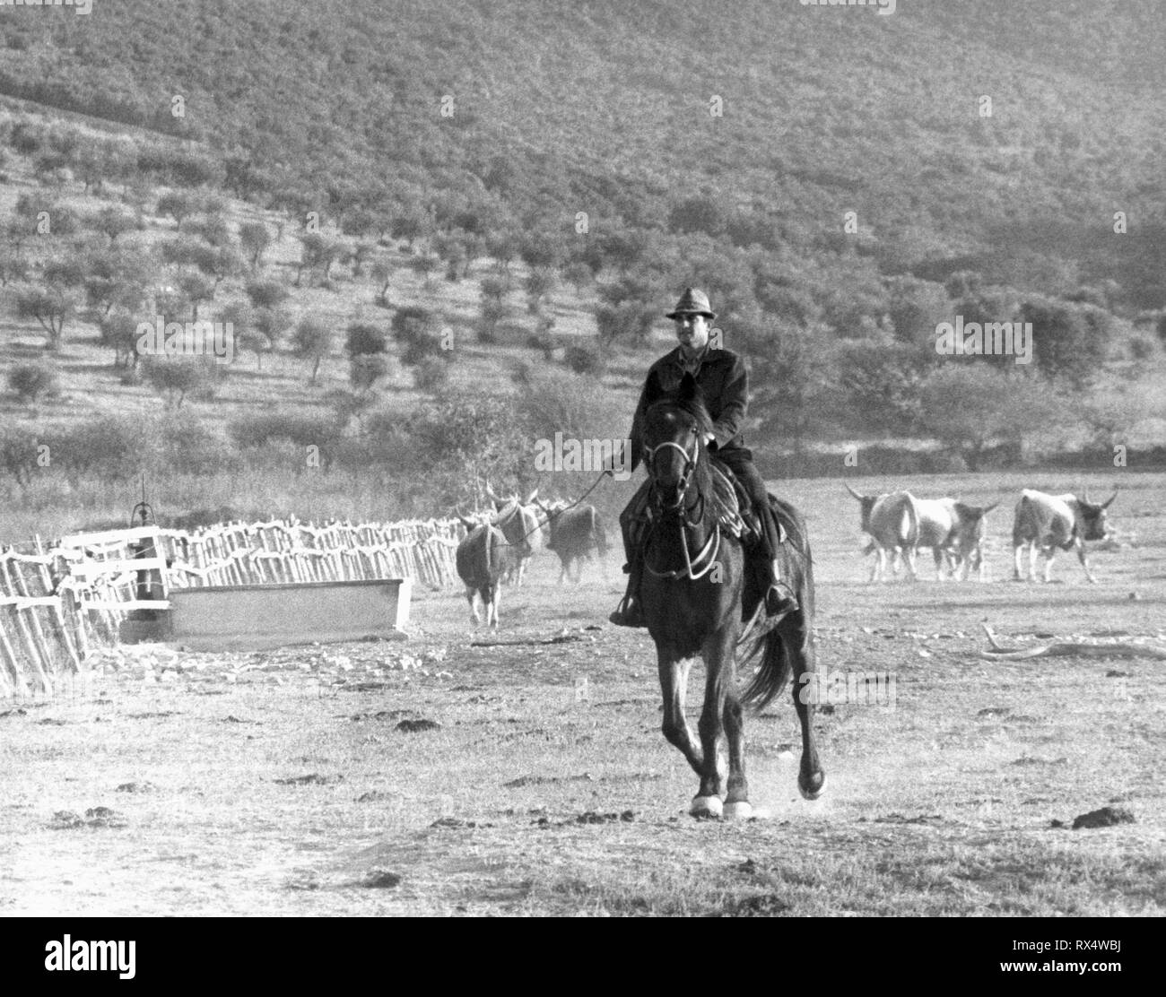 Alberese gehalten, cowboy bei der Arbeit, 1966 Stockfoto