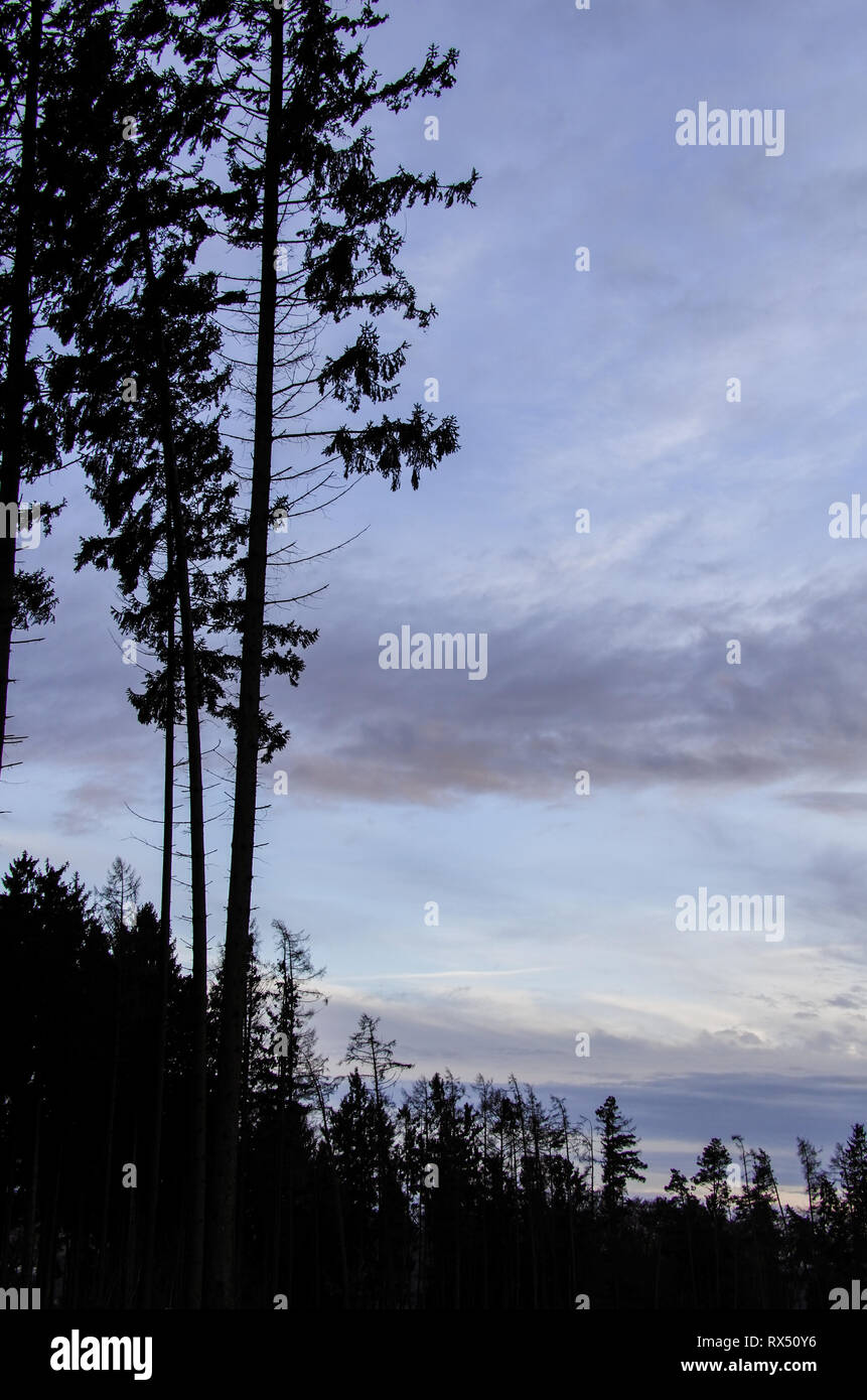 Baum/Wald - Silhouetten vor einem grauen Wolken Himmel Stockfoto